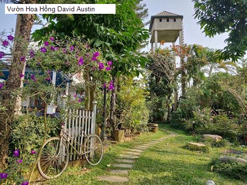 Vườn Hoa Hồng David Austin